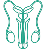 陰茎の腫れ・痛み・痒み・変形（曲がり）